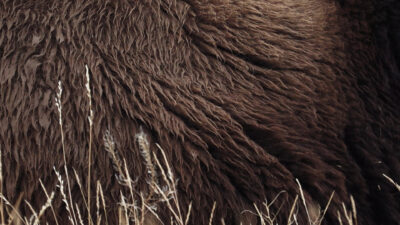 Becoming Animal